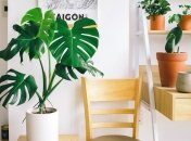 Эти растения могут навредить здоровью