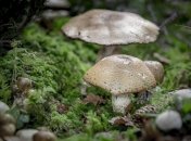 Погода готує українцям сюрпризи: синоптики розповіли, кого до кінця тижня заливатиме дощами