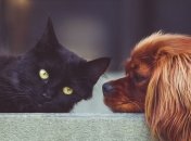 Домашние питомцы снижают уровень стресса во время карантина, но не у всех 