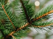 Поради щодо догляду за живою ялинкою