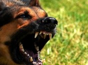 "Намордники уже не в моде": посреди улицы в Днепре собака жестоко напала на женщину (видео)