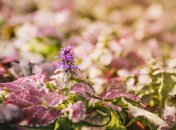 Какой сегодня праздник - День преподобного Иоанна Солунского