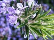 Лечение желудочно-кишечного тракта розмарином