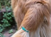 Разработан гаджет, который читает мысли собак