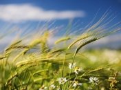 17 июля 2015, примета дня. Снизьте агрессивность