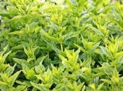 Растения, которые отпугивают вредителей (Фото)