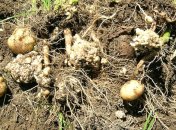 Пораженные нематодами клубни картофеля