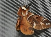 В Харькове появилась краснокнижная бабочка