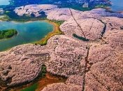 Розовое блаженство: удивительная красота цветущих сакур в Японии (Фото) 