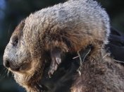 В США сегодня отмечают День сурка