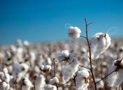 Китайцы в 8 раз превзошли рекорд мира по сбору хлопка