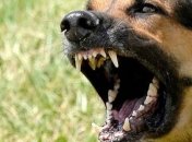 Киевлянина, натравившего пса на человека, осудили