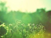 Погода в Украине 26 июля: солнечно, преимущественно без осадков