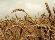 Ученые расшифровали геном пшеницы