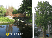 Дуб Кристера