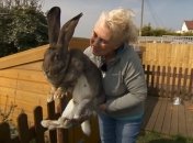 Известный на весь мир кролик загадочно пропал: хозяйка в панике и предлагает вознаграждение (фото)