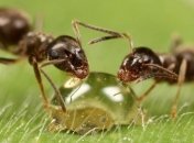 Эволюция муравьев продолжалась свыше 150 млн лет