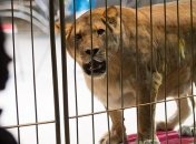 В Украине собираются запретить диких животных в цирках