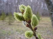 26 февраля. Приметы дня