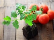 Пора высевать сочные томаты