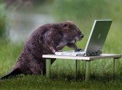 ФОТОпозитив: бобёр-трудоголик