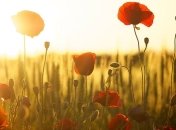 Июльская жара идет в Украину: синоптики рассказали, где пройдут дожди  