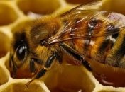 Украина установила новый рекорд по экспорту меда