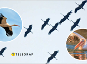 Перелетные птицы Украины