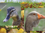 Кряква и серый гусь