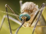 Принесет из южных стран: в Украине может появиться малярия