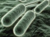 Микробиологи нашли бактерии с суперспособностями