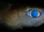 Впервые в истории: в "сумеречной зоне" океана сфотографировали светящуюся акулу