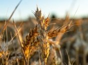 Рост сбываемых объемов: Украина с июля экспортировала 42,3 млн тонн зерновых