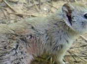 В австралийском штате нашли хищную мышь, которая, как считалось, давно вымерла