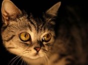 Ученые выяснили, почему темнота повышает уровень слуха