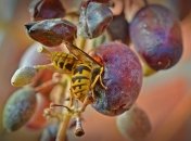 Как уберечь виноград от ос