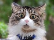 Грошові втрати можливі для Левів, Козорогів та Водоліїв найближчим часом