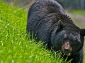 В России медведь решил обустроить берлогу во дворе у людей