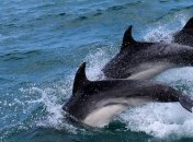 Дельфины не такие уж и милые: факты, которые вас шокируют