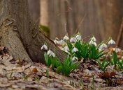 Погода в Украине 28 марта: преимущественно без осадков