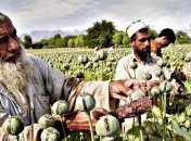 ООН зафиксировала рост опиумного производства в Афганистане