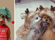 odeevizsla, pom.planet