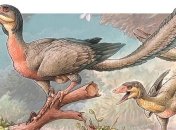 Лапы-крылья: палеонтологи обнаружили останки нового вида динозавра