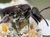 Ученые нашли насекомое, которое пережило ледник и ядерный взрыв