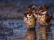 5-го травня в Україні пройдуть дощі з грозами, температура повітря +23°