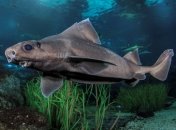 Обыкновенная центрина в естественной среде обитания