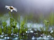 Погода в Украине 23 августа: пройдут кратковременные дожди