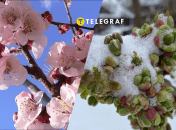 Квітневий сніг