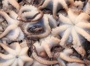 Биологи выступили против ферм по выращиванию осьминогов