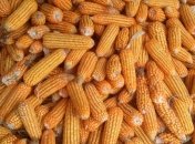 Кукурузный импорт: ЕС одобрил беспошлинный ввоз 750 тыс. тонн украинского зерна